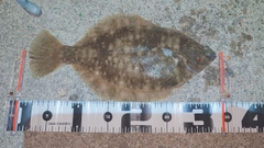 マコガレイの釣果