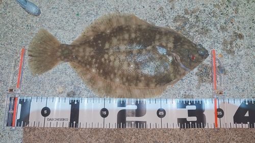 マコガレイの釣果