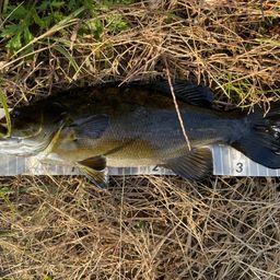 スモールマウスバス