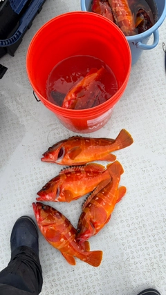 アカハタの釣果