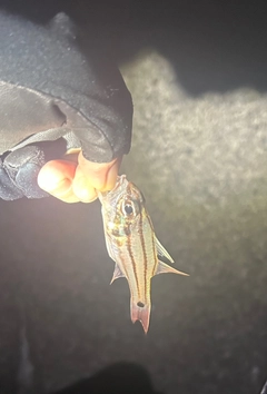 オオスジイシモチの釣果