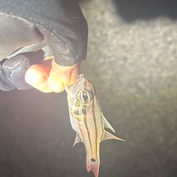 オオスジイシモチ