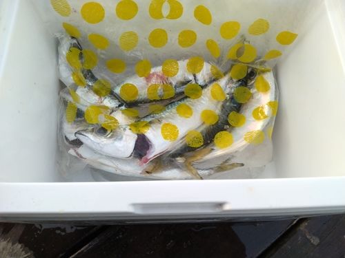 サバの釣果