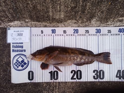 アイナメの釣果