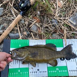 スモールマウスバス