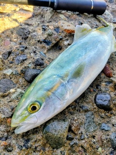 コゾクラの釣果