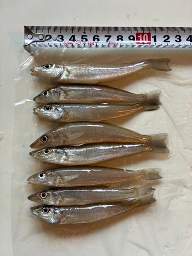 キスの釣果