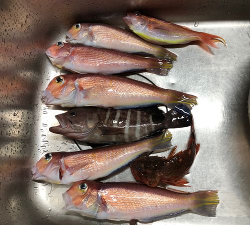 アマダイの釣果