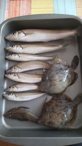 シロギスの釣果