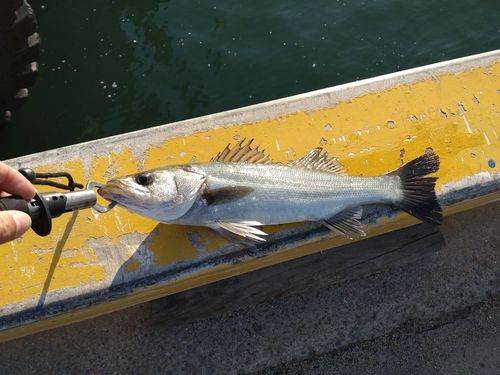 セイゴ（マルスズキ）の釣果