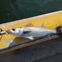 セイゴ（マルスズキ）