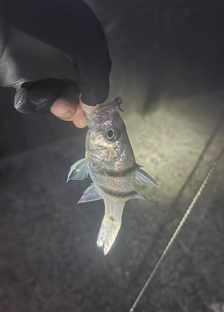 ヨコスジイシモチ