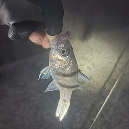 ヨコスジイシモチ