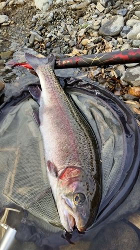 ニジマスの釣果