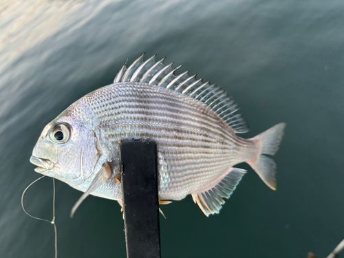 ヘダイの釣果