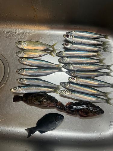 ウルメイワシの釣果