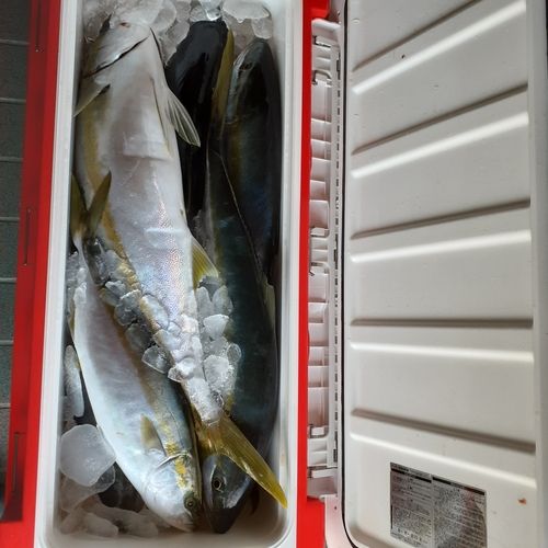 ヒラマサの釣果