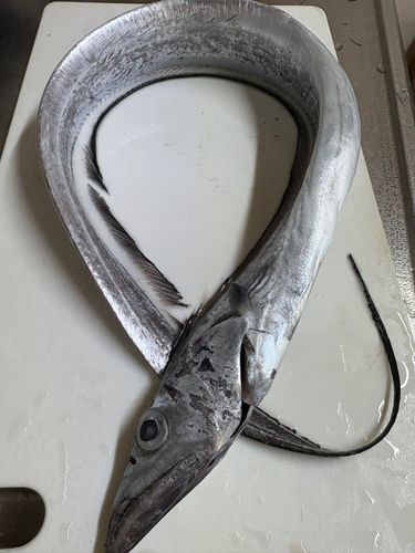 タチウオの釣果