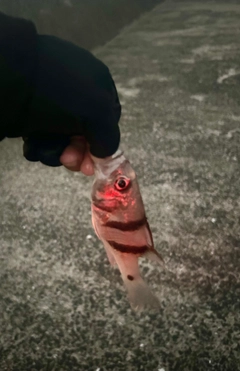 ヨコスジイシモチの釣果