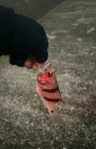 ヨコスジイシモチの釣果