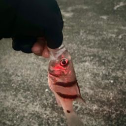 ヨコスジイシモチ