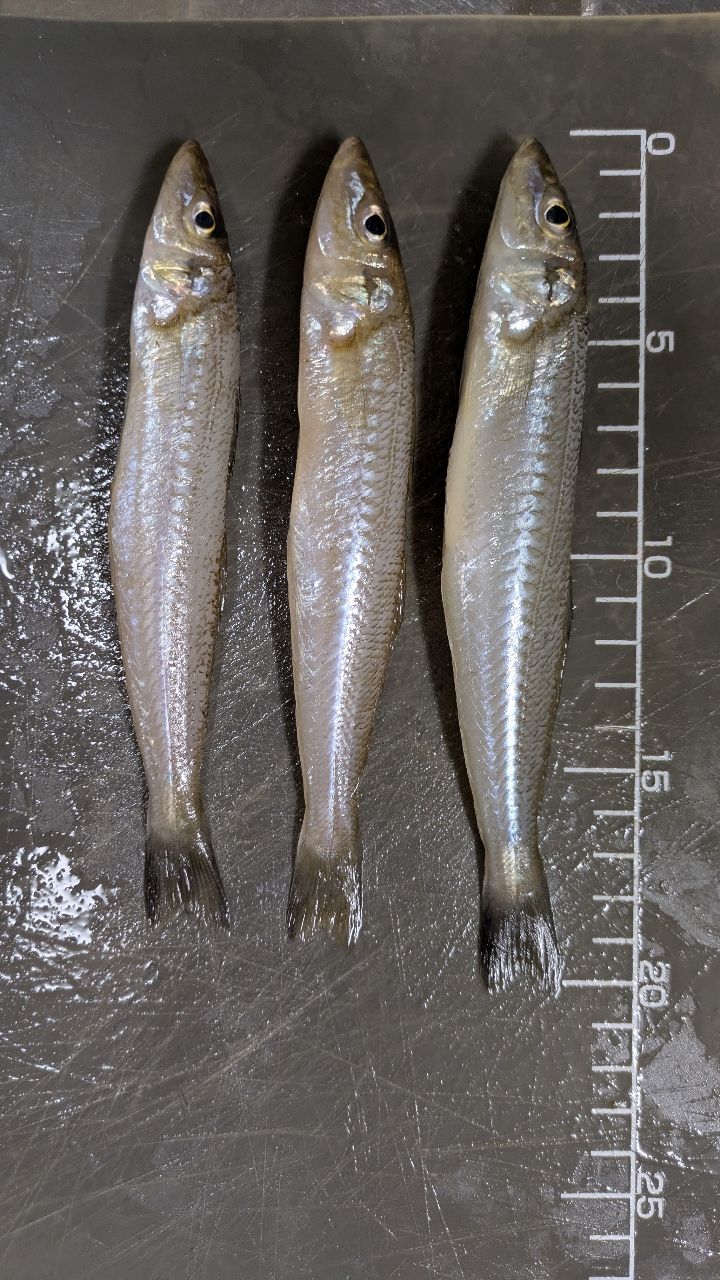 フィッシング パパさんの釣果 2枚目の画像