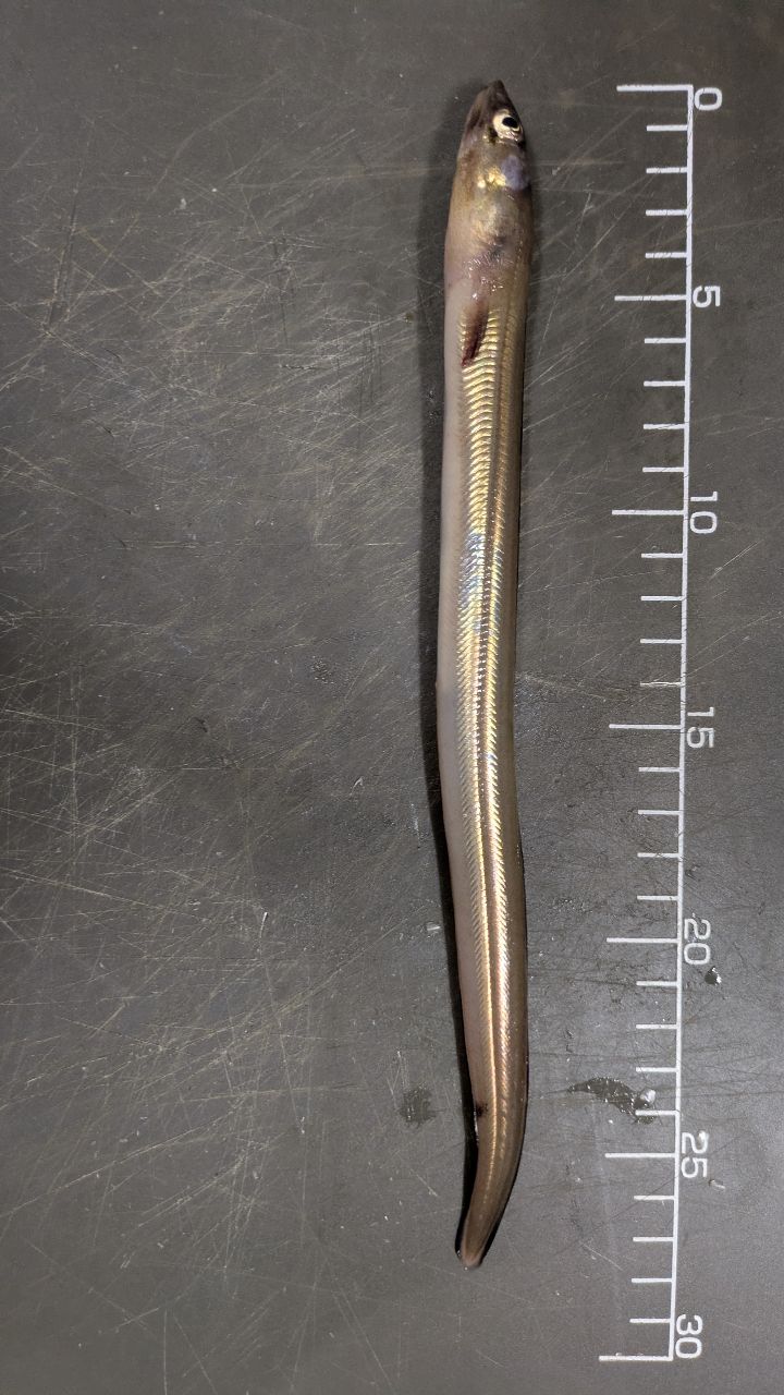 フィッシング パパさんの釣果 3枚目の画像