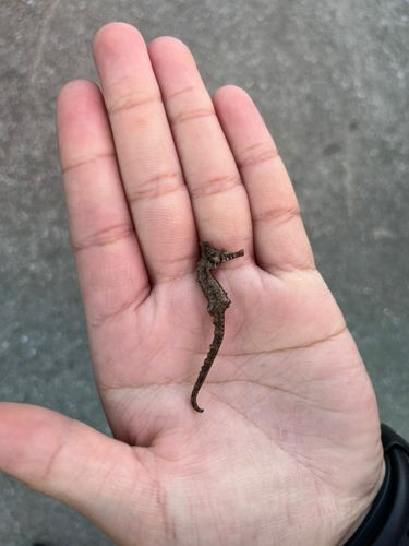 タツノオトシゴの釣果