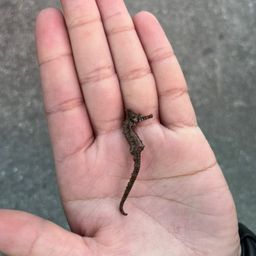 タツノオトシゴ