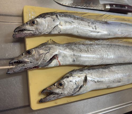 タチウオの釣果