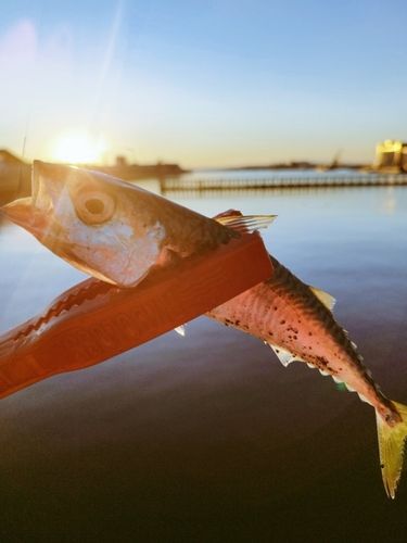 サバの釣果