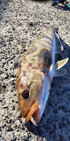 ホッケの釣果