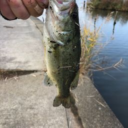 ラージマウスバス