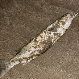 セイゴ（タイリクスズキ）