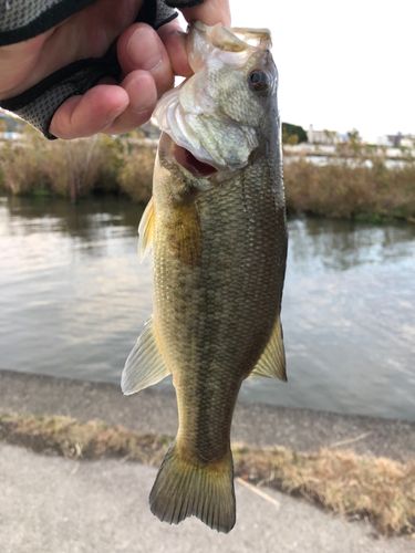 桜川河口（茨城）