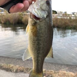 ラージマウスバス