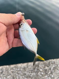ギンガメアジの釣果