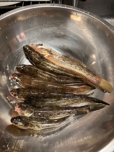 マハゼの釣果