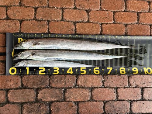 タチウオの釣果