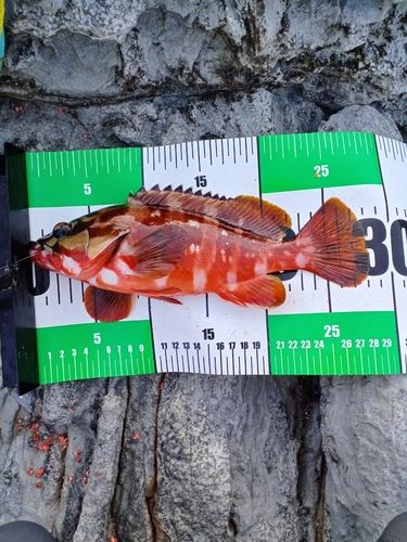 アカハタの釣果