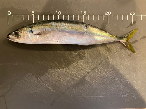 ムロアジの釣果