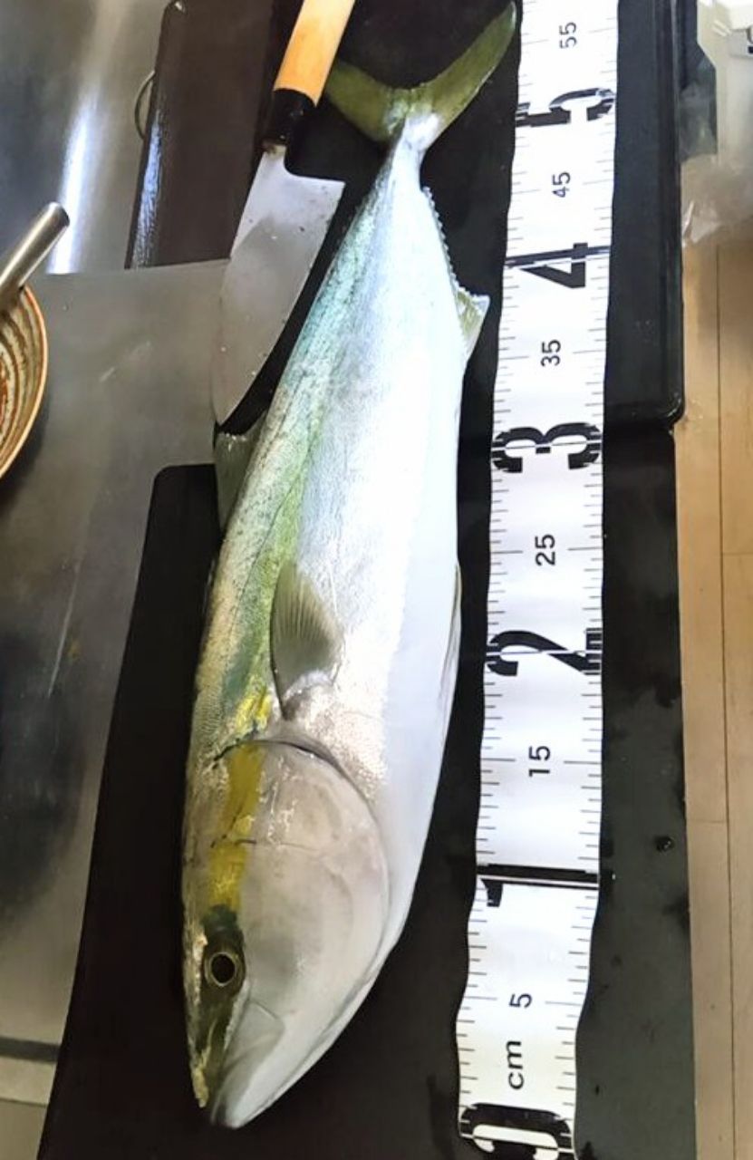 白鹿さん🦌@ 鹿児島さんの釣果 1枚目の画像