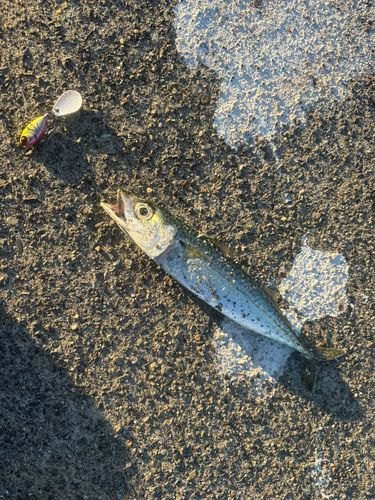 サバの釣果
