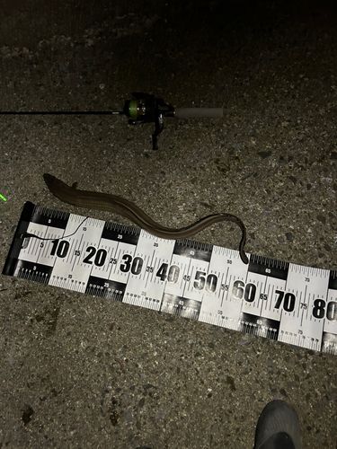 マアナゴの釣果