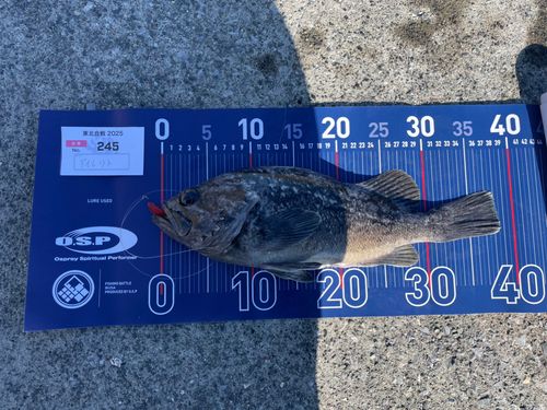 クロソイの釣果