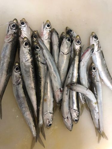 カタクチイワシの釣果