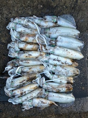 アオリイカの釣果