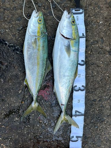 フクラギの釣果