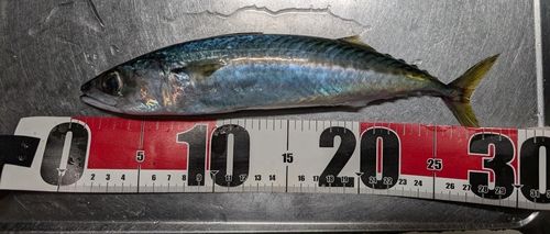 サバの釣果