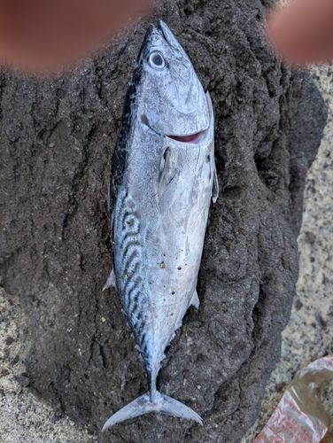 スマカツオの釣果